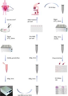 Modeling of senescence-related chemoresistance in ovarian cancer using data analysis and patient-derived organoids